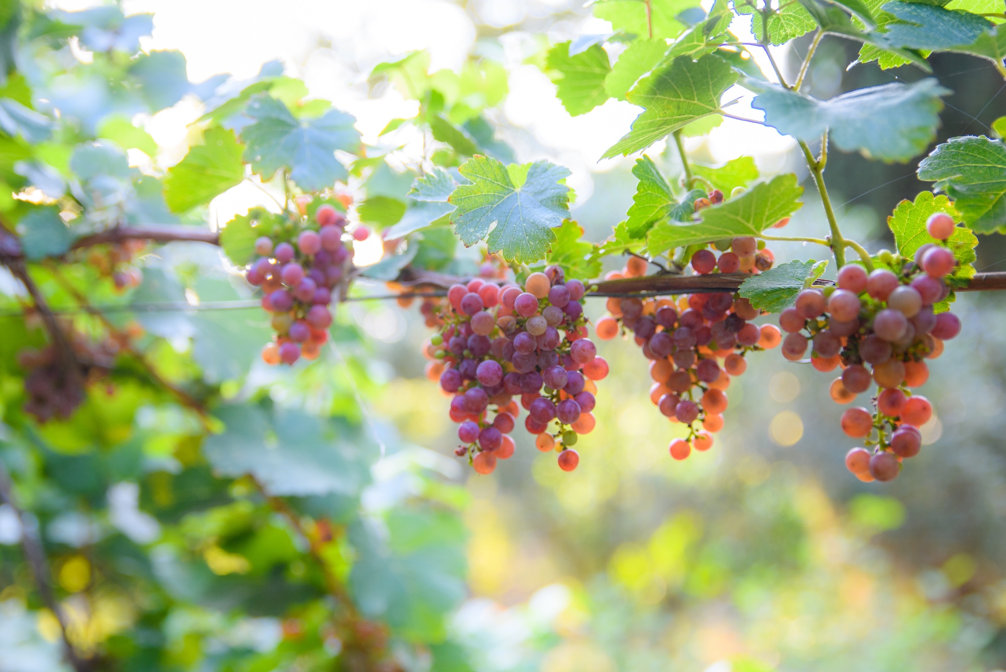 Row - Stewards Associationsmall