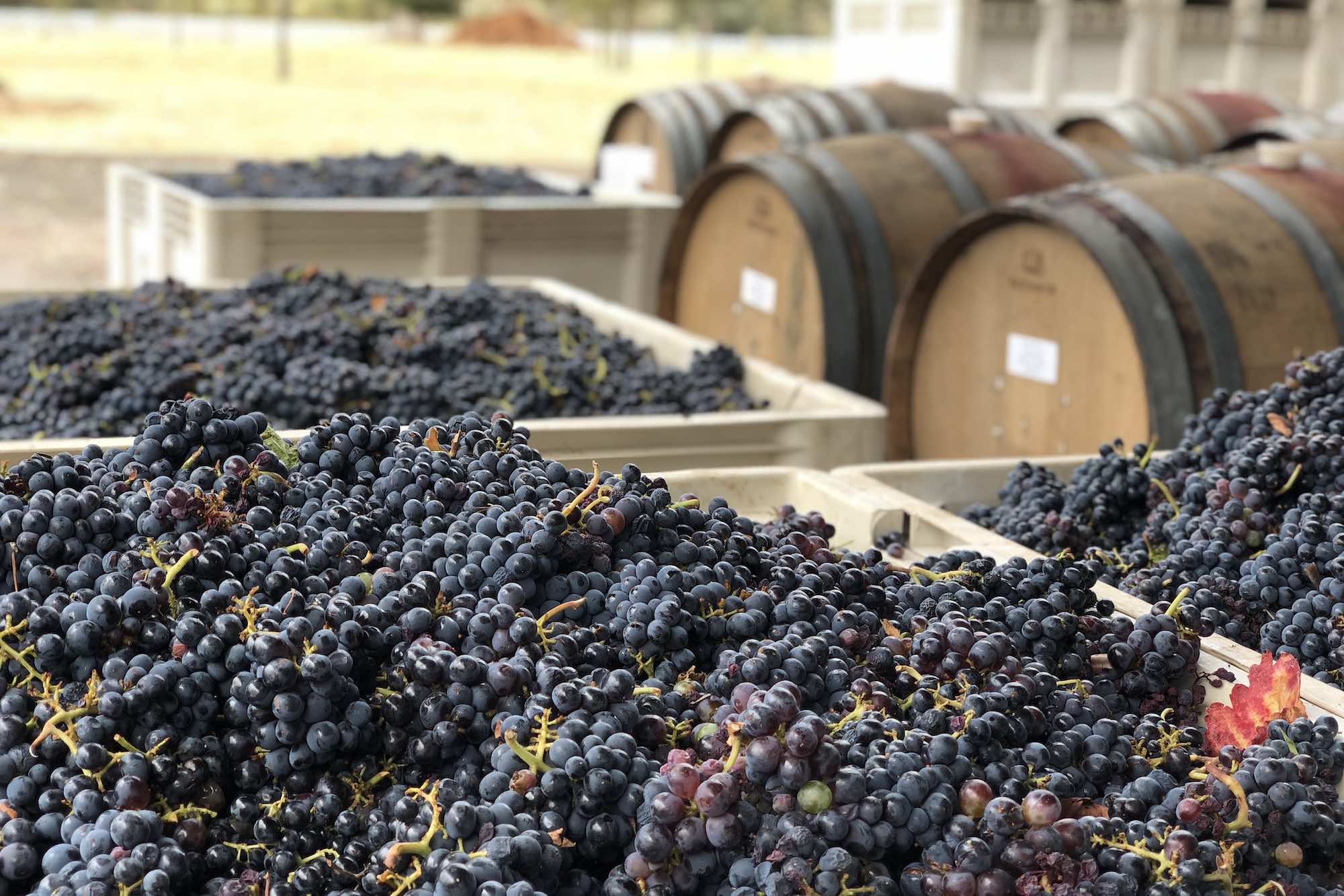 Steward's Association Vineyard small