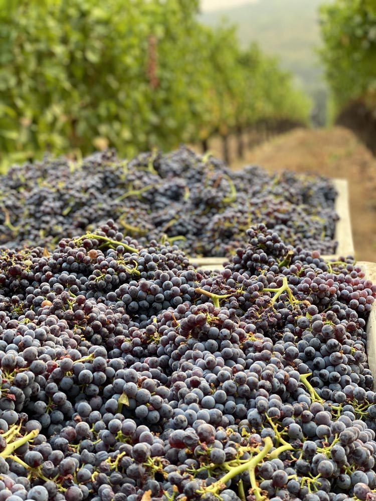 Steward's-Association-Block